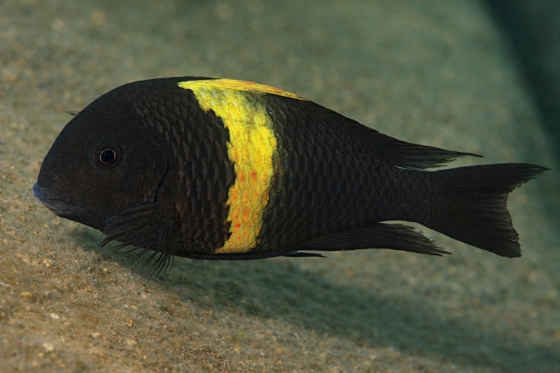 Tropheus sp. 'black' Kiriza